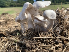 Leucocoprinus cretaceus