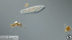 Paramecium