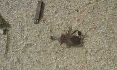 Leptoglossus concaviusculus