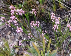 Erica corifolia
