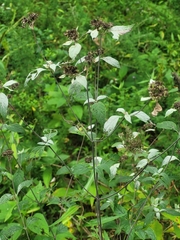 Pycnanthemum incanum