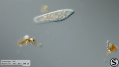 Paramecium