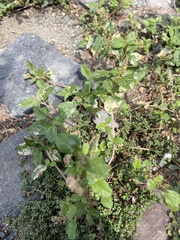 Amaranthus deflexus