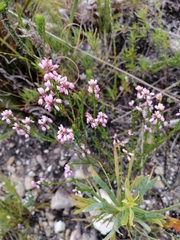 Erica corifolia