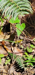 Anolis krugi