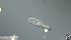 Paramecium