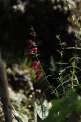 Penstemon roseus