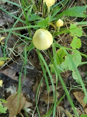 Entoloma murrayi