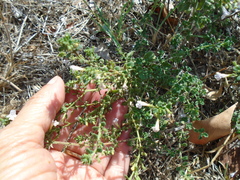 Clinopodium nepeta
