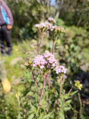 Ageratum corymbosum