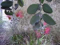 Metrosideros kermadecensis