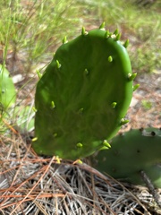 Opuntia stricta
