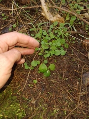 Lagenophora strangulata