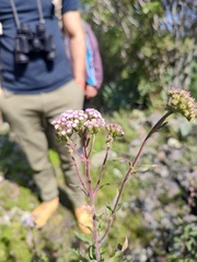 Ageratum corymbosum