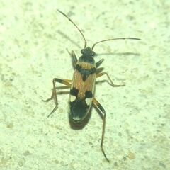 Beosus quadripunctatus