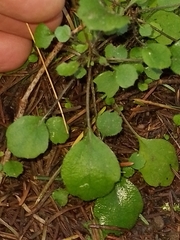 Lagenophora strangulata