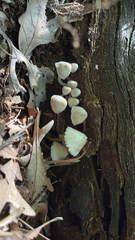 Mycena galericulata