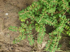 Euphorbia humistrata