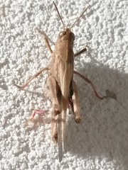 Aiolopus strepens