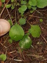 Lagenophora strangulata