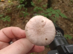 Gomphidius nigricans