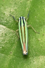 Cicadellinae