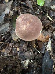 Austroboletus gracilis
