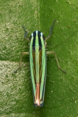 Cicadellinae