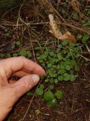 Lagenophora strangulata