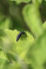 Epicauta cinctipennis