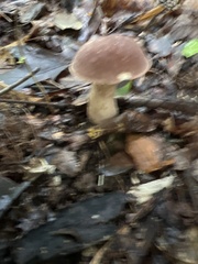 Austroboletus gracilis