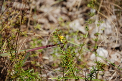 Hypericum lloydii