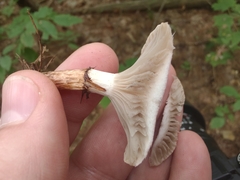 Gomphidius nigricans