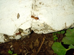 Camponotus hannani