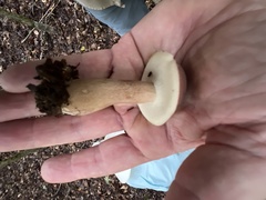 Austroboletus gracilis