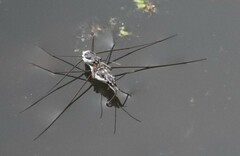 Neogerris hesione