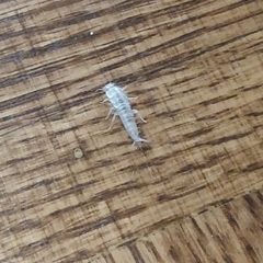 Lepismatidae