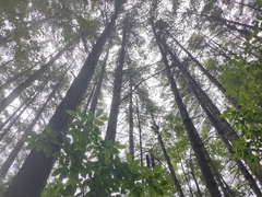 Gomphidius nigricans