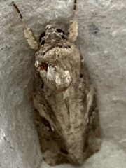 Spodoptera frugiperda