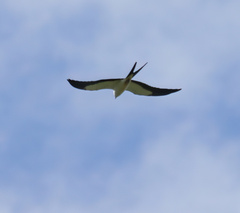 Elanoides forficatus