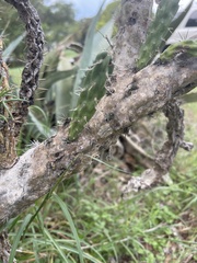 Cylindropuntia leptocaulis
