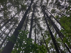 Gomphidius nigricans