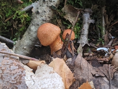 Cortinarius armillatus
