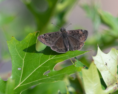 Erynnis horatius