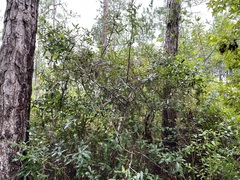 Quercus hemisphaerica