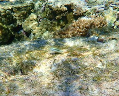 Stethojulis interrupta