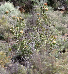 Protea glabra