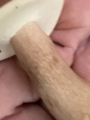 Austroboletus gracilis