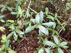 Quercus hemisphaerica