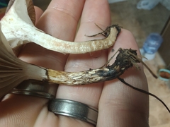 Gomphidius nigricans